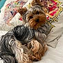 dog, yorkshire_terrier, pet, puppy, long_hair, fur, bed, pillow, patterned_pillow, lion_illustration, cute, portrait, looking_at_camera, head_tilt, ears, nose, eyes, indoor, cozy, small_breed