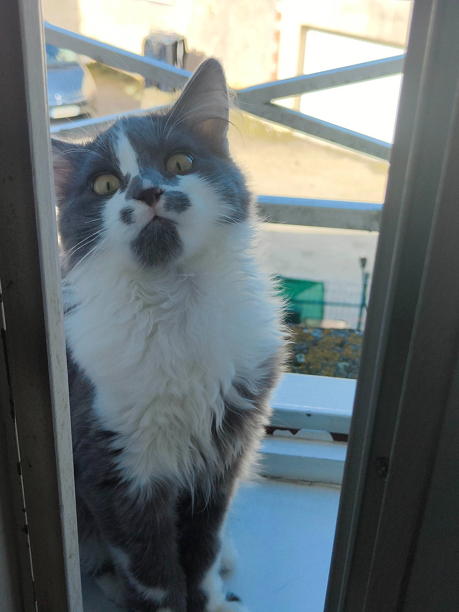 Grey a rejoint le concours — aidez-le/la à gagner de superbes lots ! automotive_tire, carnivore, cat, domestic_short_haired_cat, door, felidae, fur, metal, rim, small_to_medium_sized_cats, snout, tail, tire, whiskers, window, wood