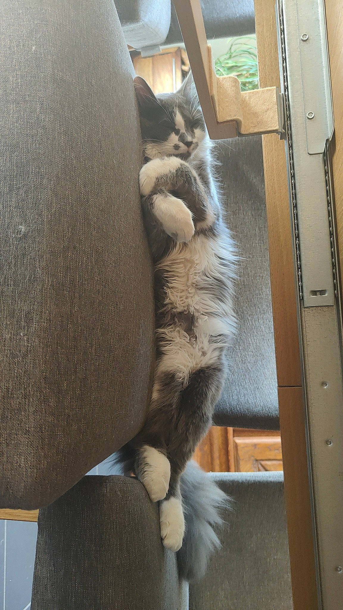 Grey a rejoint le concours — aidez-le/la à gagner de superbes lots ! brown, carnivore, cat, cat_bed, cat_supply, comfort, domestic_short_haired_cat, felidae, flooring, fur, hardwood, nap, natural_material, room, small_to_medium_sized_cats, snout, tail, terrestrial_animal, whiskers, wood