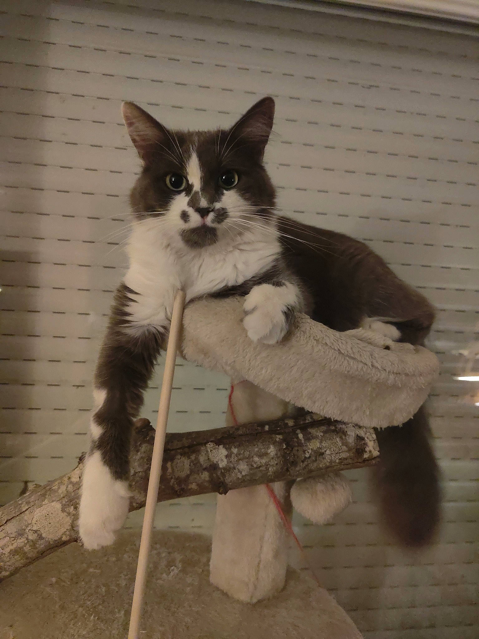 Grey a rejoint le concours — aidez-le/la à gagner de superbes lots ! art, carnivore, cat, chair, domestic_short_haired_cat, fawn, felidae, flooring, flowerpot, fur, grey, monochrome, monochrome_photography, paw, sitting, small_to_medium_sized_cats, snout, tail, whiskers, wood