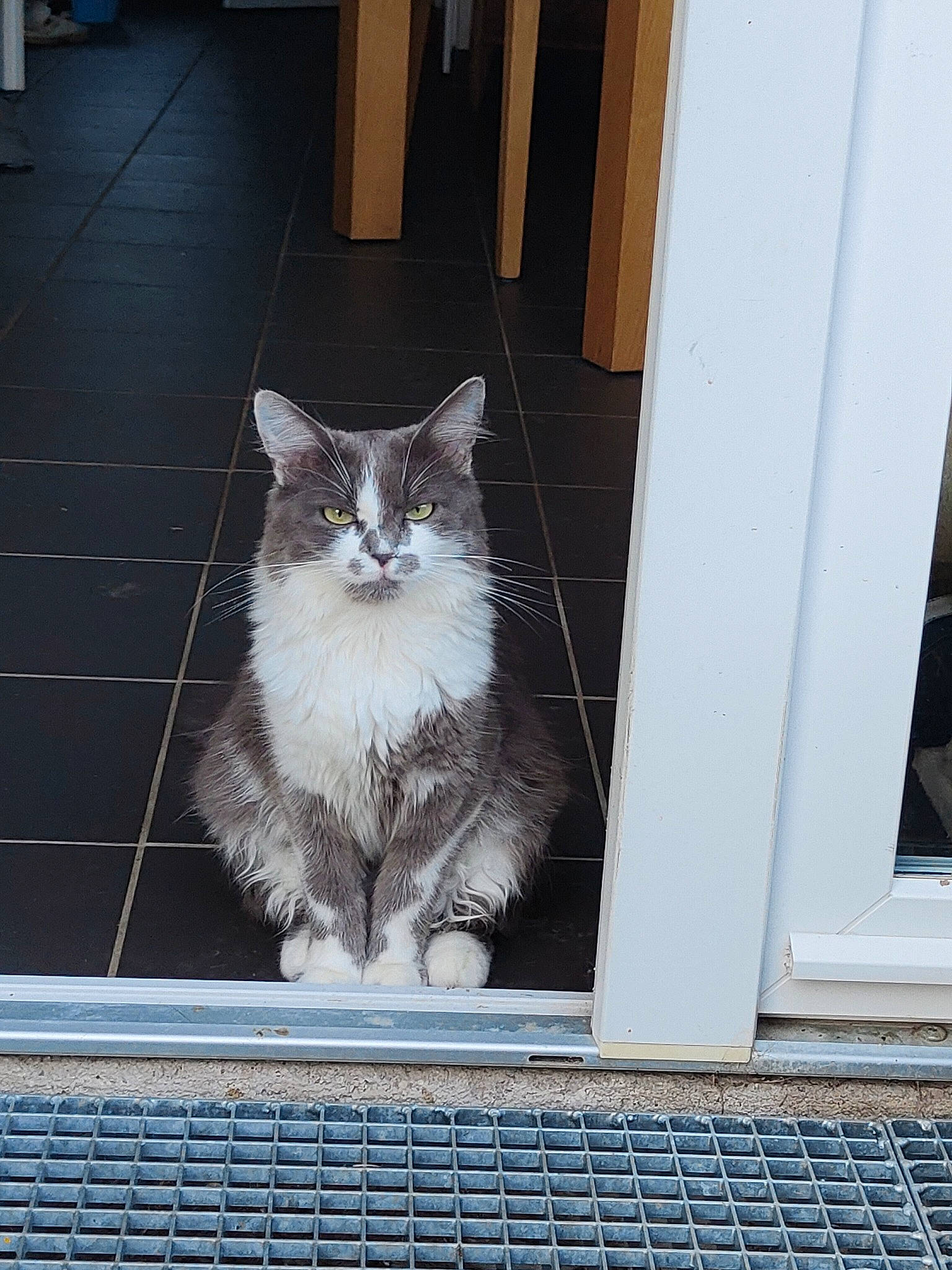 Grey participe au concours pour gagner de l'argent avec cette photo : box, cabinetry, carnivore, cat, domestic_short_haired_cat, door, felidae, flooring, fur, grey, hardwood, mesh, pattern, paw, small_to_medium_sized_cats, snout, tail, whiskers, window, wood