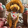 apricot_coat, bandana, basket, bed, blanket, brown_eyes, centered_subject, cozy, curly_fur, cute, dog, easter, floppy_ears, floral_pattern, indoor, pastel_eggs, pet, portrait, puppy, sitting