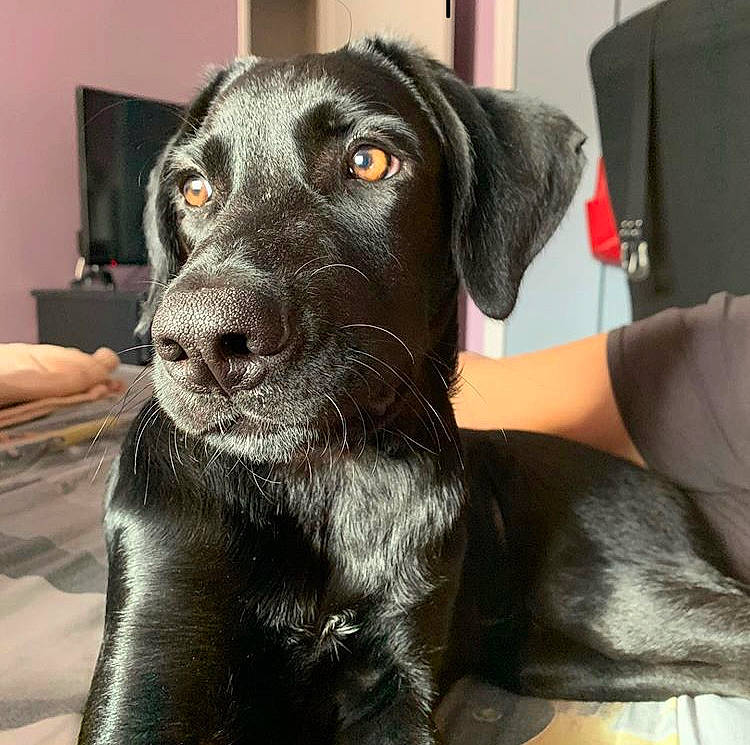 Packo a rejoint le concours — aidez-le/la à gagner de superbes lots ! beagador, borador, canidae, carnivore, companion_dog, dog, dog_breed, hunting_dog, labrador_retriever, mammal, nose, patterdale_terrier, pointing_breed, puppy, retriever, snout, sporting_group, whiskers