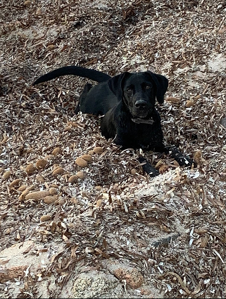 Packo a rejoint le concours — aidez-le/la à gagner de superbes lots ! beagador, canidae, carnivore, dog, dog_breed, field_trial, flat_coated_retriever, hunting_dog, labrador_retriever, patterdale_terrier, plott_hound, pointing_breed, retriever, snout, sporting_group