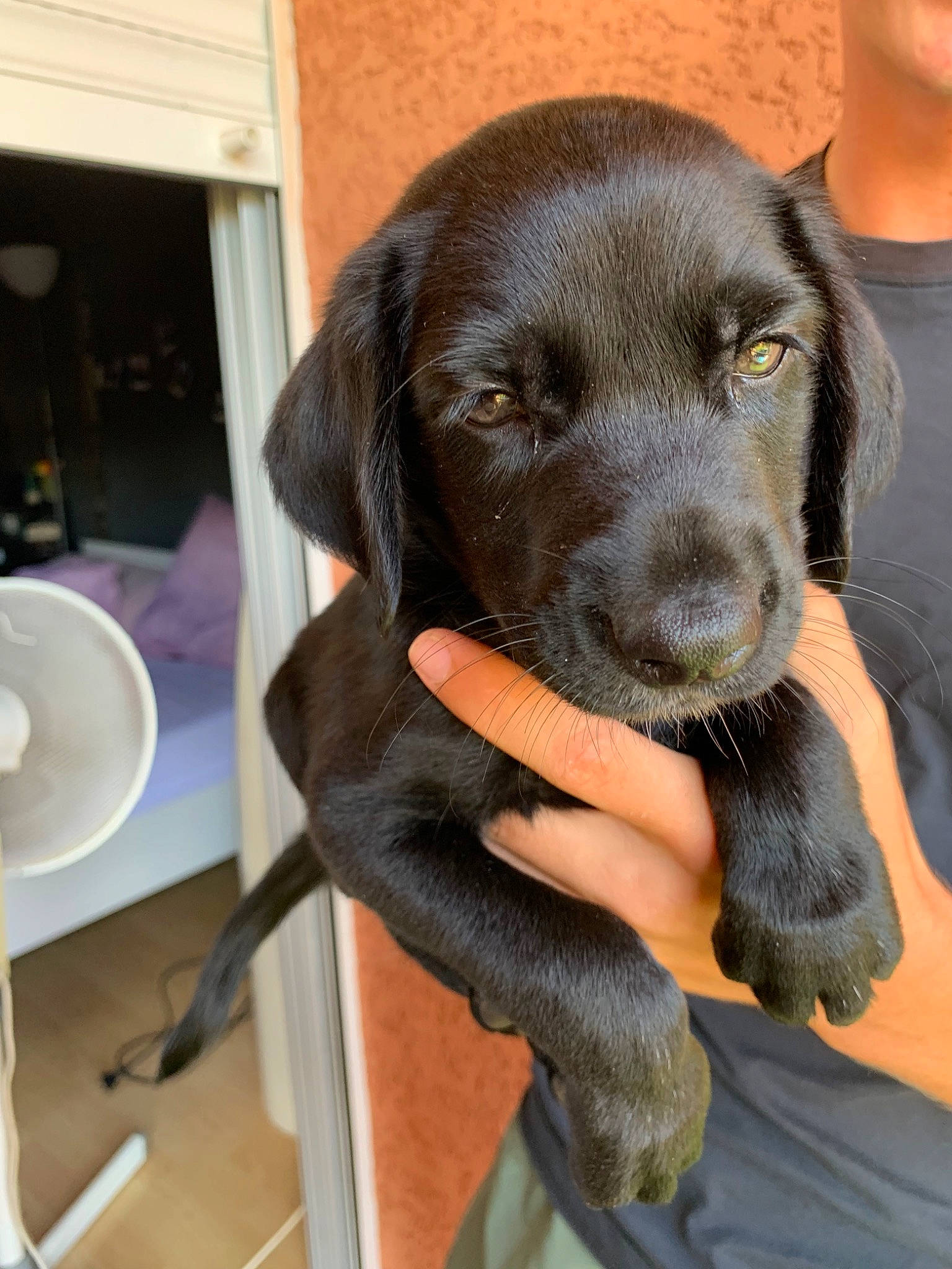 Packo a rejoint le concours — aidez-le/la à gagner de superbes lots ! beagador, borador, canidae, carnivore, dog, dog_breed, fawn, flat_coated_retriever, labrador_retriever, liver, mammal, puppy, retriever, snout, sporting_group