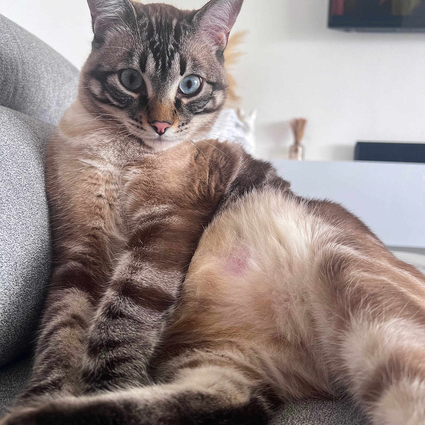 Ulys a rejoint le concours — aidez-le/la à gagner de superbes lots ! abyssinian, animal, architecture, armchair, building, cat, chair, couch, cushion, furniture, homedecor, indoors, kitten, livingroom, manx, person, pet, room, siamese, sleeping