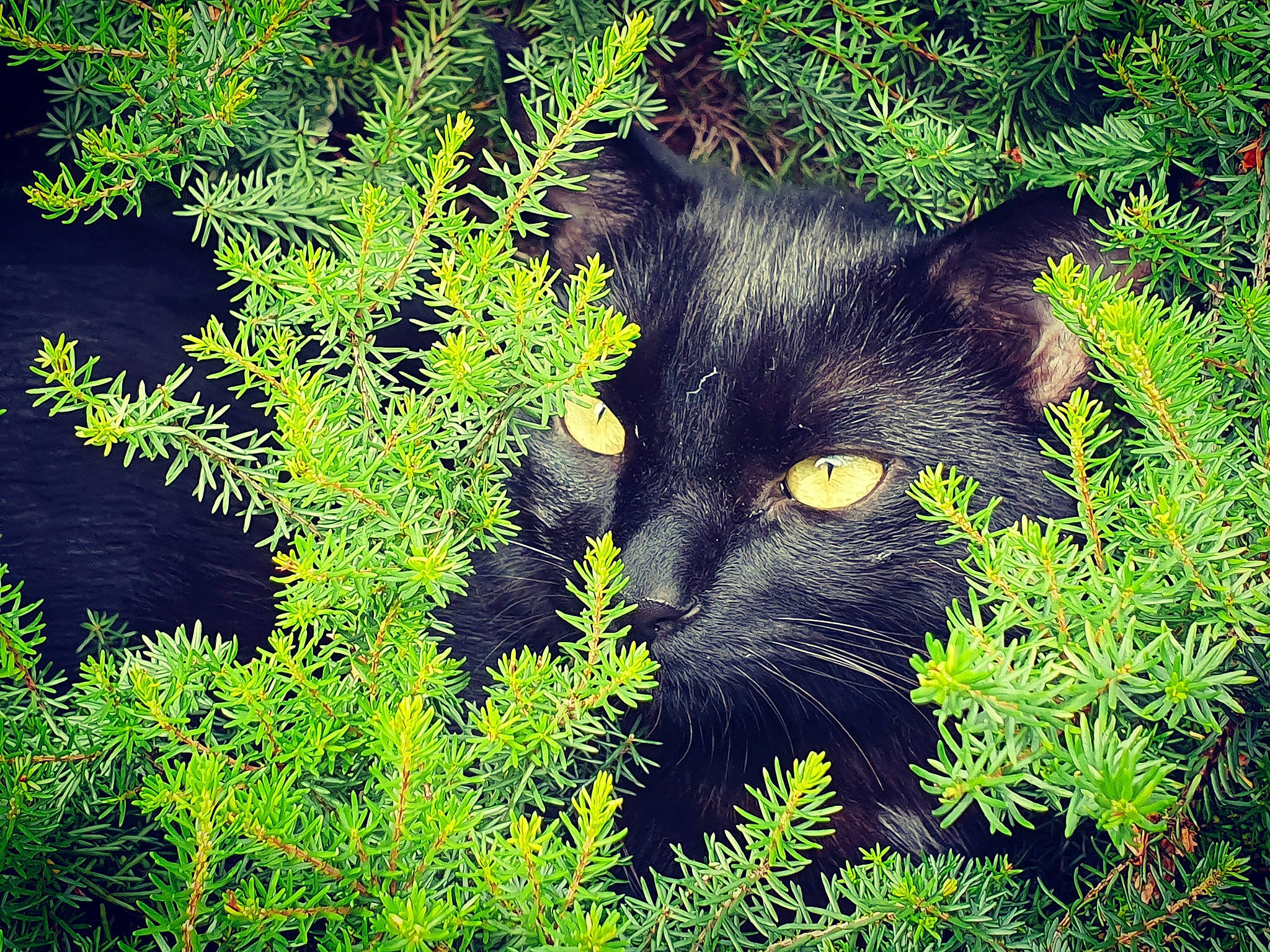 Oréo a rejoint le concours — aidez-le/la à gagner de superbes lots ! big_cats, black_cat, canidae, carnivore, cat, evergreen, felidae, fur, grass, herb, leaf, pine_family, plant, shrub, small_to_medium_sized_cats, tree, vascular_plant, vegetation, whiskers, wildlife