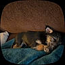 Duvalin is registered to the contest to win money with this photo: dog, sleeping, blanket, couch, cozy, pet, fur, paw, indoor, rest, animal, small_dog, relaxation, cute, snuggle, comfort, brown, blue, fur_texture, domestic_animal
