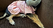 Duvalin joined the competition — help win amazing prizes! dog, puppy, pet, clothing, dress, sock, couch, brown, furniture, cute, playing, indoor, animal, small_dog, ears, fur, relaxed, looking, mischievous, pink