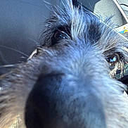 Duvalin joined the competition — help win amazing prizes! dog, close_up, nose, fur, animal, pet, car_interior, curious, whiskers, snout, eyes, seat, window, leather, texture, daylight, portrait, muzzle, canine, close_range