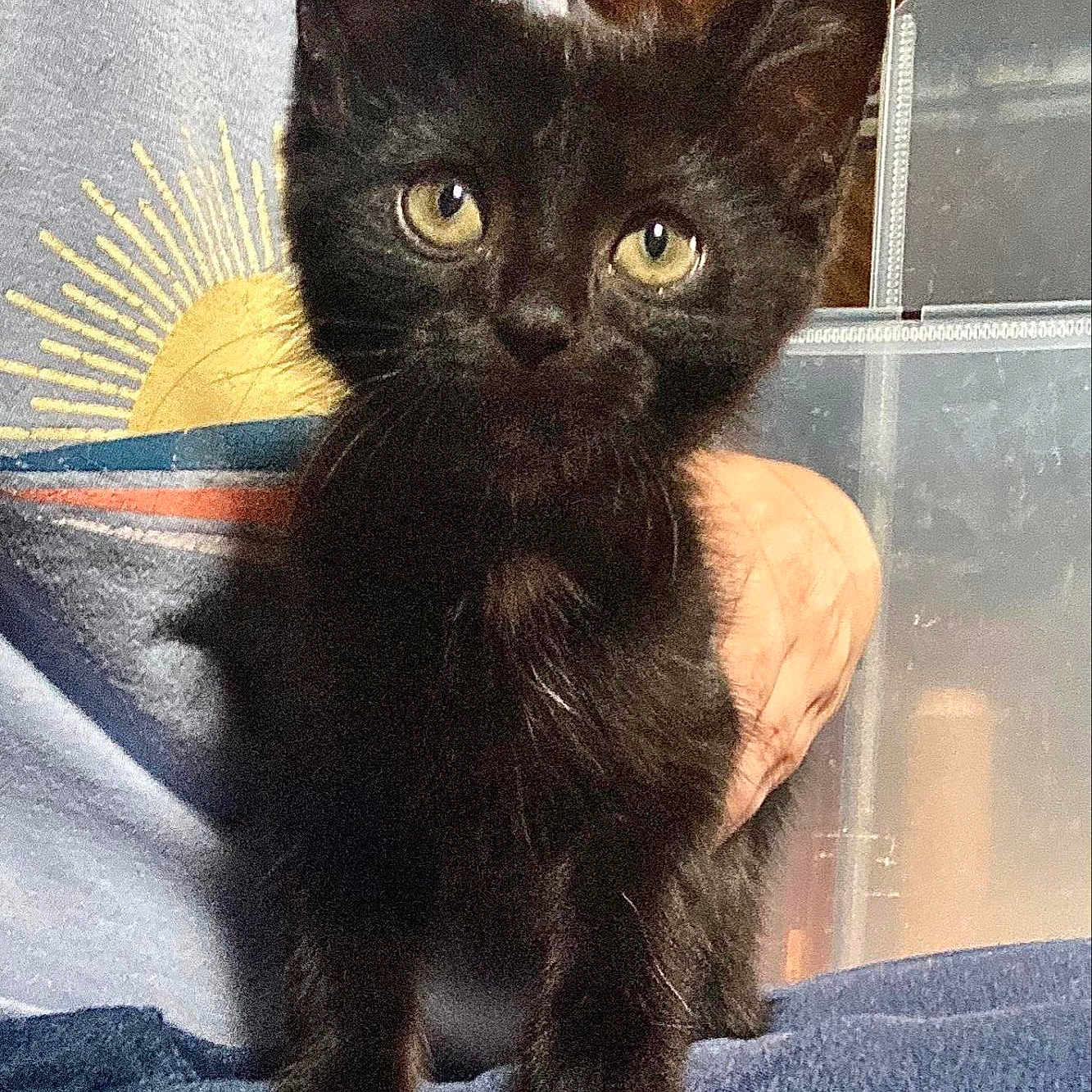 Binx is registered to the contest to win money with this photo: animal, black_cat, blue_shirt, casual, close_up, curious, cute, domestic_cat, fur, graphic_tshirt, human_hand, indoor, kitten, lap, person, pet, storage_container, whiskers, yellow_eyes, young_cat