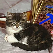Hopper joined the competition — help win amazing prizes! kitten, cat, fluffy, pet, indoor, quilt, bed, feline, cute, animal, resting, young, fur, whiskers, ears, eyes, tail, domestic, cozy, background