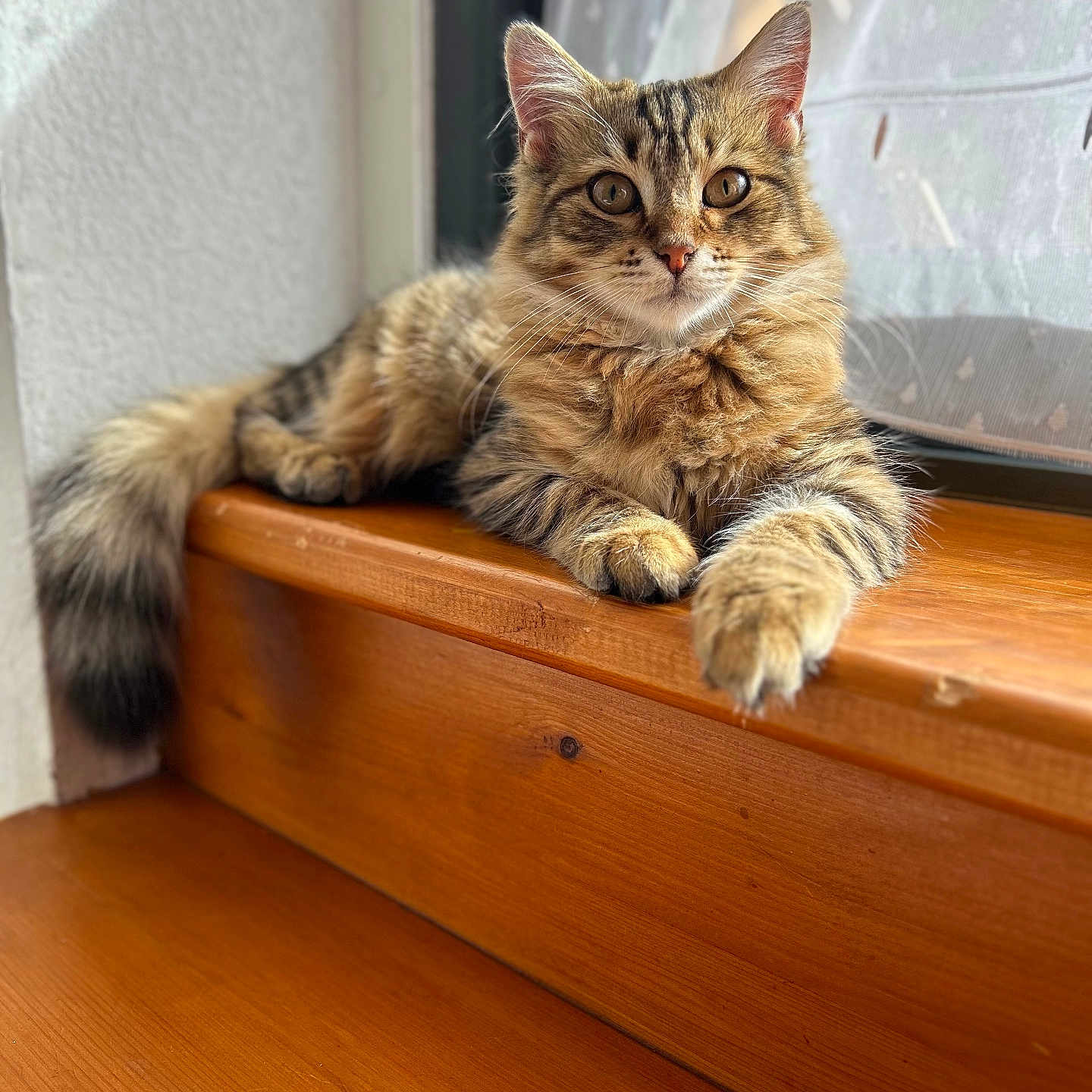 Moka a rejoint le concours — aidez-le/la à gagner de superbes lots ! abyssinian, angora, animal, cat, hardwood, indoors, interiordesign, kitten, manx, pet, plywood, shelf, stainedwood, window, windowsill, wood