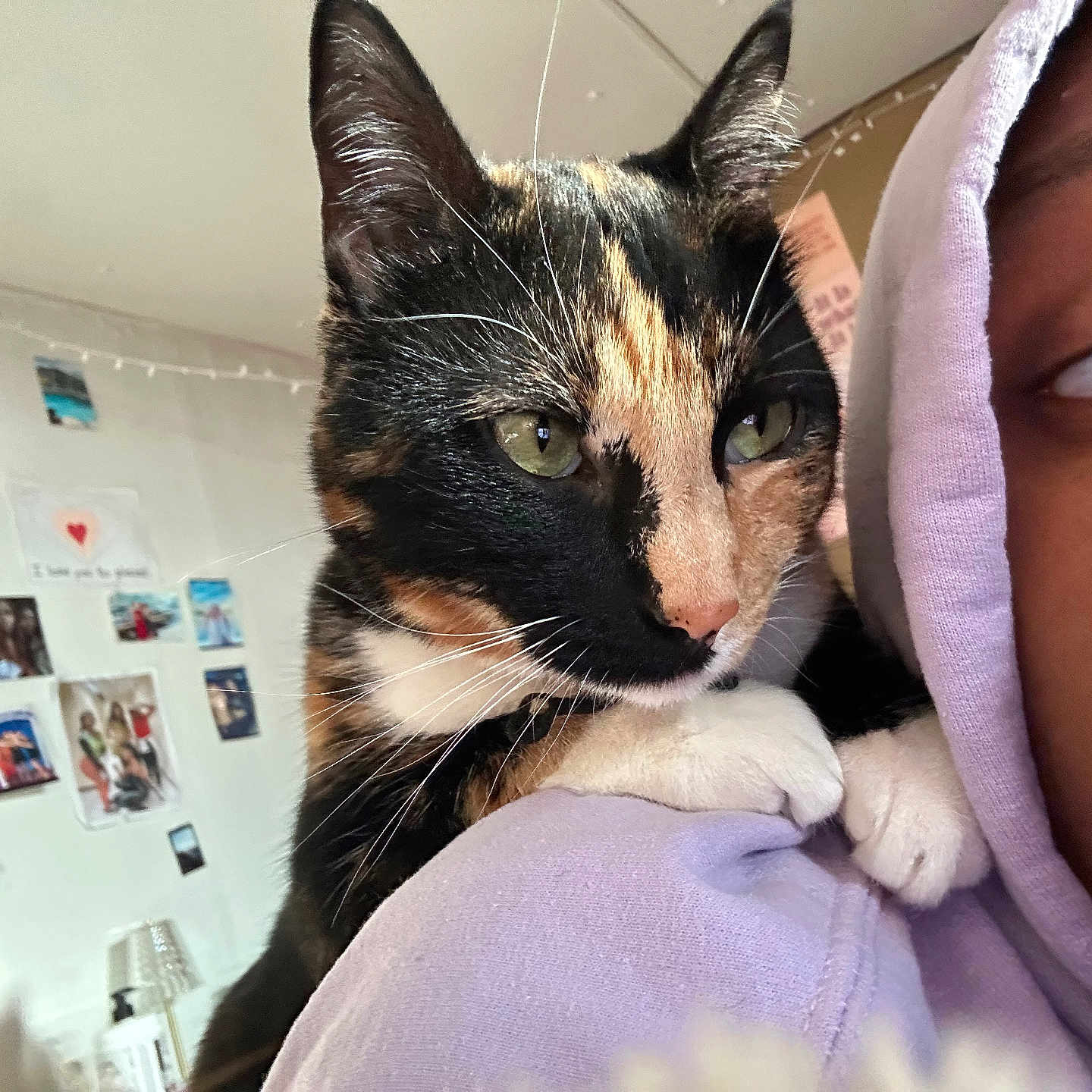Cherrio is registered to the contest to win money with this photo: animal, baby, blanket, cat, clothing, face, hat, head, hood, hoodie, indoors, kitten, knitwear, manx, person, pet, photography, portrait, sweater, sweatshirt