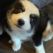 Susie is registered to the contest to win money with this photo: puppy, dog, black_and_white, blue_eyes, fluffy, indoor, wooden_floor, pet, cute, animal, young_dog, fur, sitting, looking_up, close_up, domestic_animal, companion, adorable, face, paw