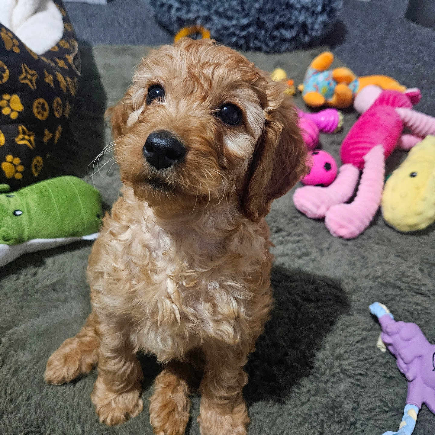 Millie is registered to the contest to win money with this photo: animal, architecture, building, canine, clothing, cockerspaniel, couch, cushion, dog, furniture, glove, homedecor, indoors, livingroom, pet, plush, poodle, puppy, terrier, toy