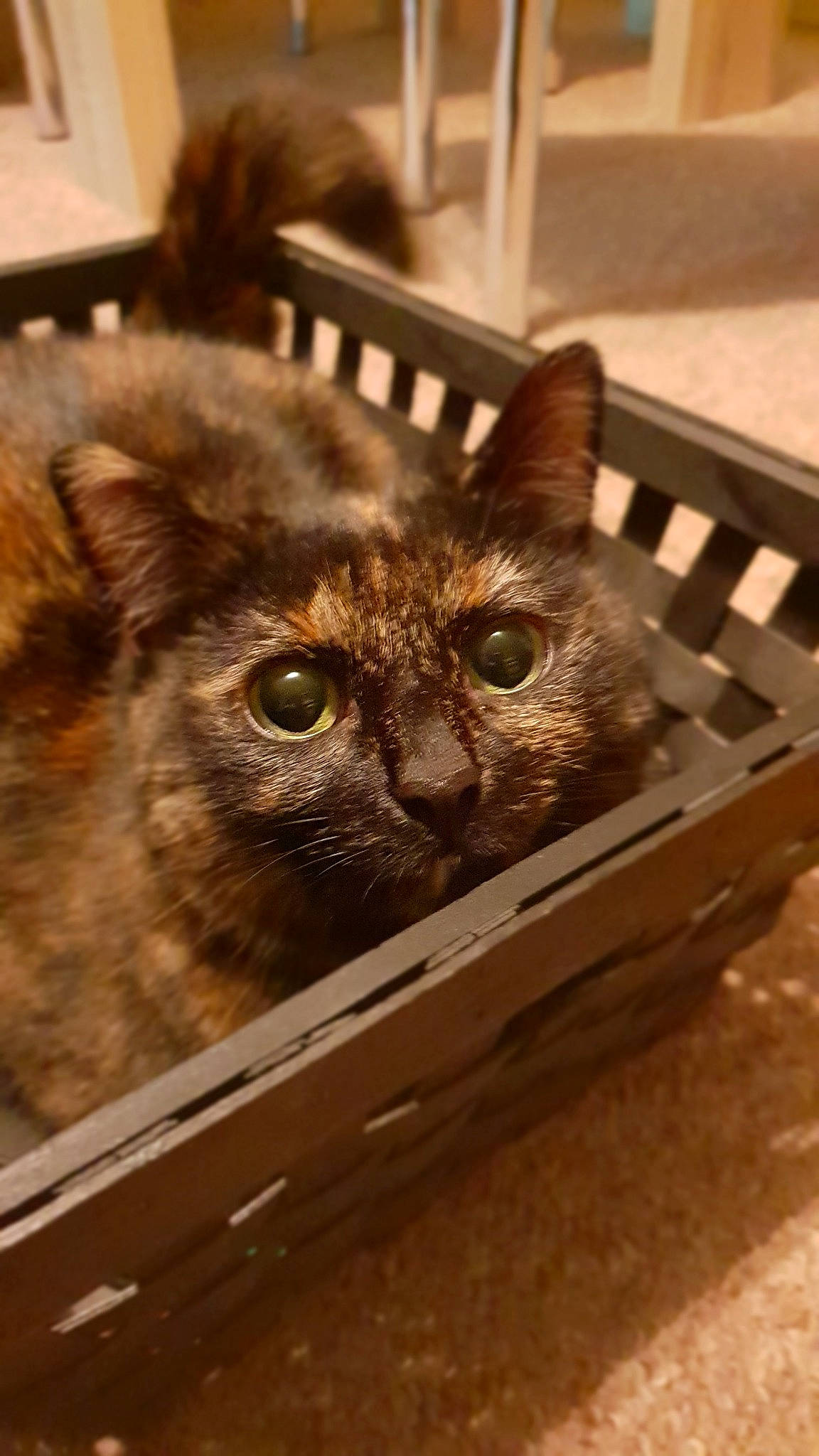 Jessie joined the competition — help win amazing prizes! american_shorthair, asian, box, british_semi_longhair, carnivore, cat, cat_supply, domestic_short_haired_cat, dragon_li, european_shorthair, eye, felidae, fur, german_rex, kitten, small_to_medium_sized_cats, tabby_cat, whiskers