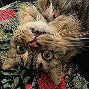 Juno joined the competition — help win amazing prizes! cat, tabby, fluffy, upside_down, whiskers, yellow_eyes, playful, teeth, nose, fur, closeup, indoor, fabric, floral_pattern, red_flowers, green_leaves, pet, animal, cute, resting