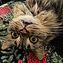 cat, tabby, fluffy, upside_down, whiskers, yellow_eyes, playful, teeth, nose, fur, closeup, indoor, fabric, floral_pattern, red_flowers, green_leaves, pet, animal, cute, resting