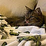 Juno is registered to the contest to win money with this photo: cat, tabby, tongue_out, blanket, cactus_pattern, couch, indoor, furniture, pet, fur, whiskers, ears, relaxed, cozy, home, animal, cute, domestic, comfort, resting