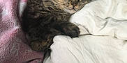 Juno joined the competition — help win amazing prizes! cat, tabby, sleeping, blanket, pink_blanket, white_blanket, cozy, fur, pet, resting, indoor, cute, animal, comfort, soft, domestic_cat, relaxed, closeup, bed, nap