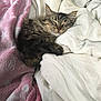 cat, tabby, sleeping, blanket, pink_blanket, white_blanket, cozy, fur, pet, resting, indoor, cute, animal, comfort, soft, domestic_cat, relaxed, closeup, bed, nap