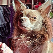 Charly a rejoint le concours — aidez-le/la à gagner de superbes lots ! dog, pet, indoor, fluffy, fur, portrait, sunlight, animal, cute, ears, face, muzzle, domestic_animal, canine, whiskers, expression, closeup, cozy, warm_light, furry