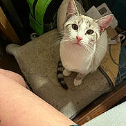 Captain Jack joined the competition — help win amazing prizes! cat, curious, indoor, pet, animal, white_fur, striped_tail, floor_mat, green_bag, papers, person_leg, shorts, red_shirt, whiskers, ears, looking_up, home, cozy, furniture, domestic