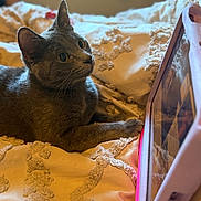 Gracie joined the competition — help win amazing prizes! cat, gray_cat, tablet, bed, blanket, indoor, pet, curious, feline, soft_lighting, cozy, resting, technology, animal, home, relaxed, closeup, domestic_cat, texture, fur