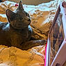 cat, gray_cat, tablet, bed, blanket, indoor, pet, curious, feline, soft_lighting, cozy, resting, technology, animal, home, relaxed, closeup, domestic_cat, texture, fur