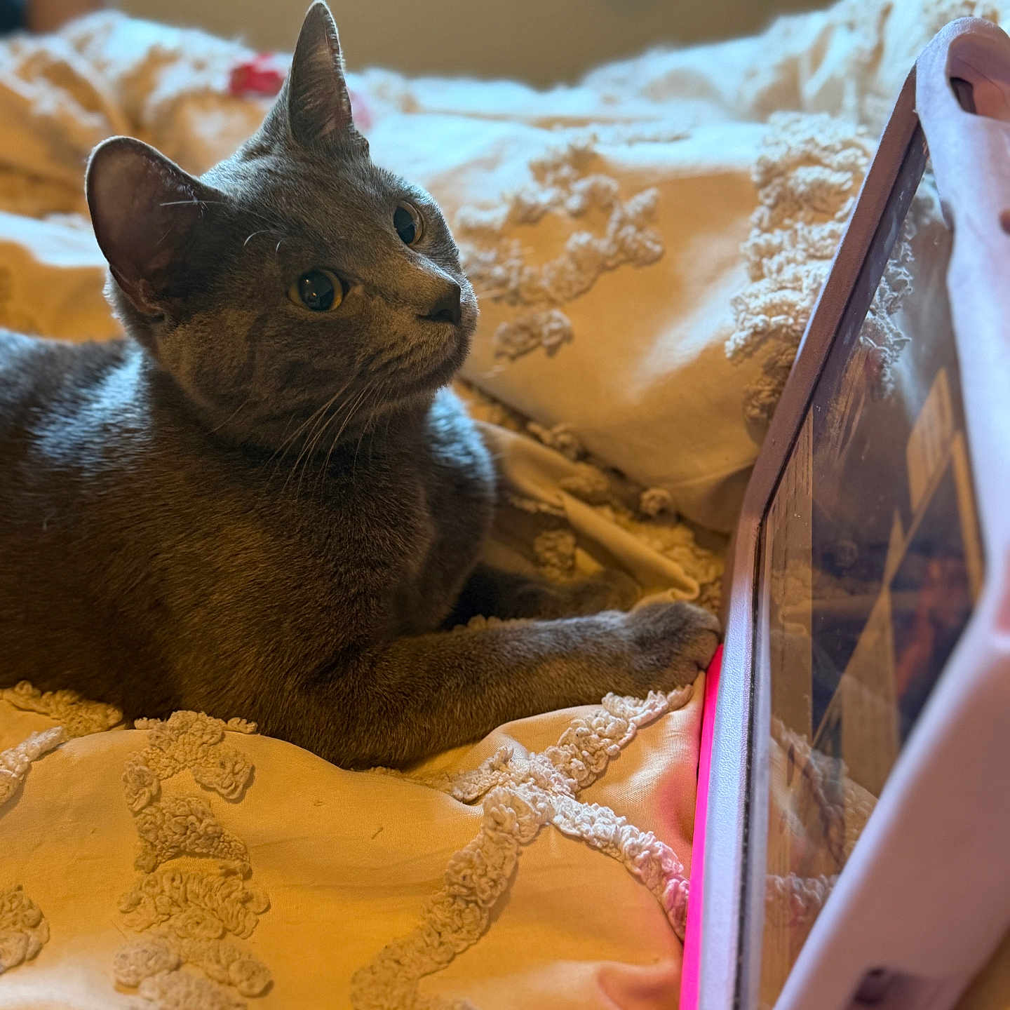Gracie joined the competition — help win amazing prizes! cat, gray_cat, tablet, bed, blanket, indoor, pet, curious, feline, soft_lighting, cozy, resting, technology, animal, home, relaxed, closeup, domestic_cat, texture, fur