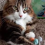 Sunny a rejoint le concours — aidez-le/la à gagner de superbes lots ! abyssinian, angora, animal, blanket, cat, chair, couch, cushion, furniture, hardwood, homedecor, kitten, linen, manx, person, pet, plush, sleeping, toy, wood