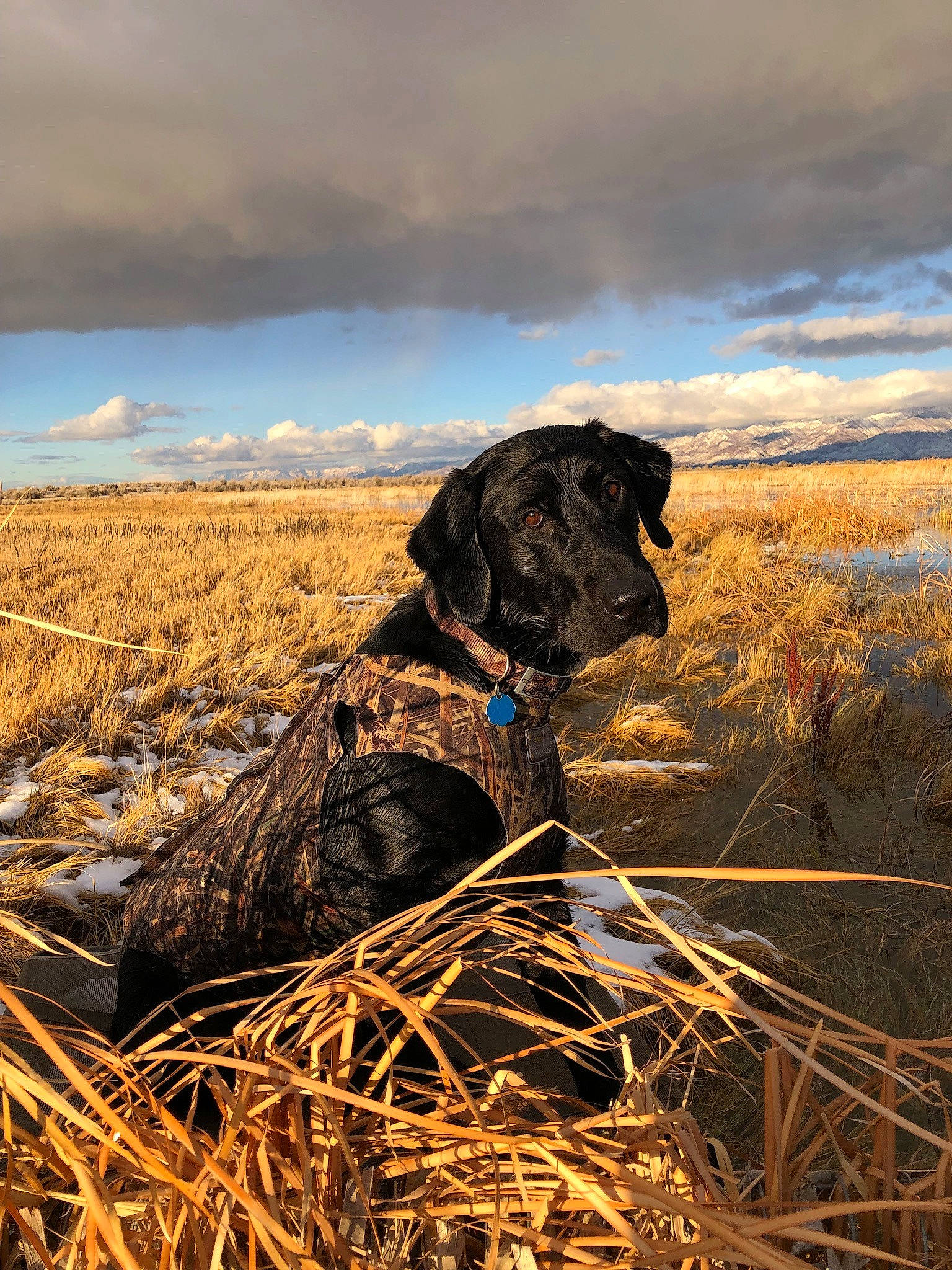 Boog is registered to the contest to win money with this photo: agriculture, canidae, carnivore, cloud, collar, companion_dog, dog, dog_breed, dog_collar, field, grass_family, gun_dog, hunting_dog, liver, mammal, pointing_breed, prairie, sporting_group, straw, working_animal
