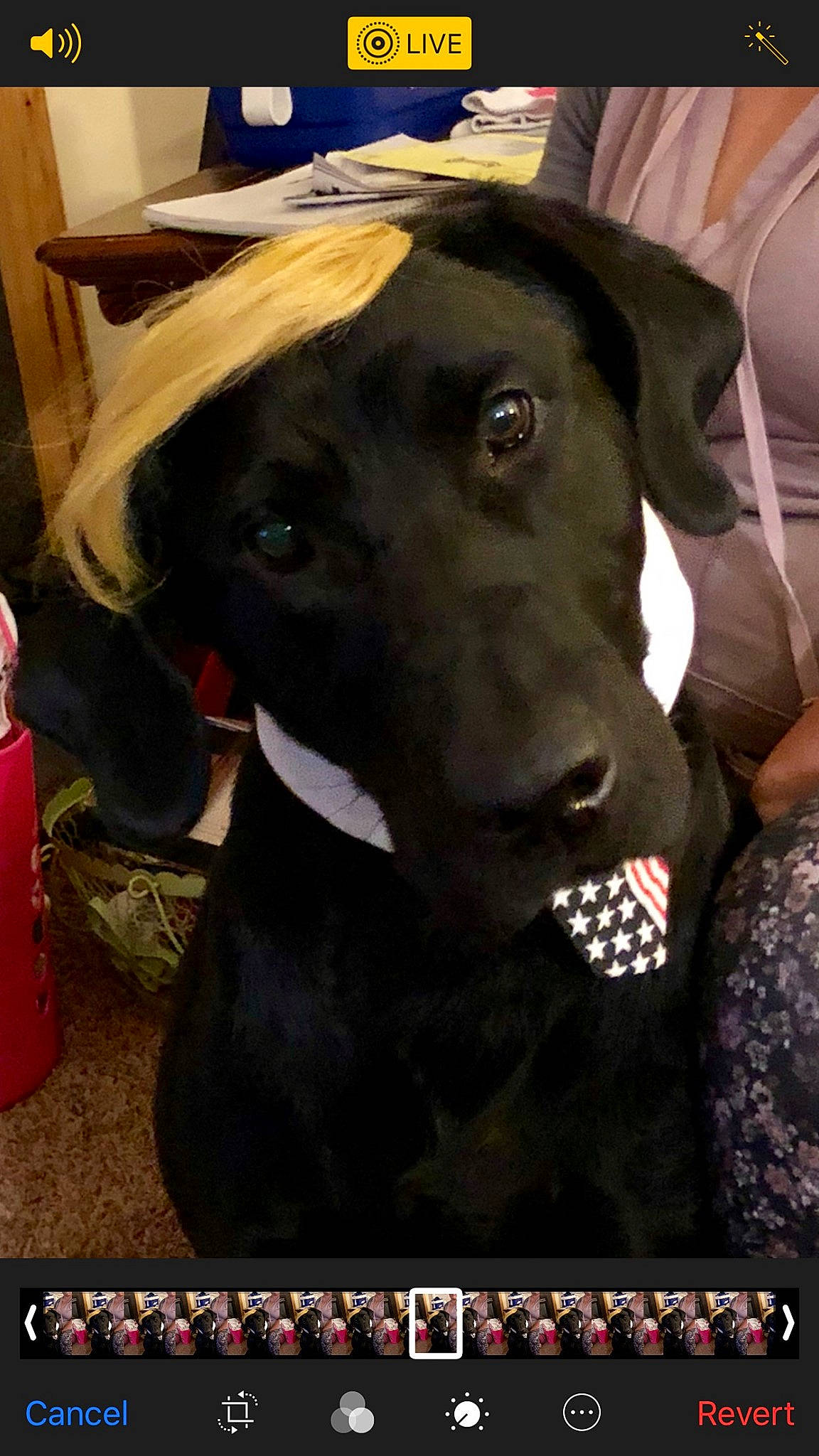 Boog joined the competition — help win amazing prizes! blue_lacy, canidae, carnivore, collar, companion_dog, dog, dog_breed, dog_collar, dog_supply, gun_dog, labrador_retriever, pet_supply, retriever, screenshot, snout, sporting_group, vertebrate, whiskers, working_animal, working_dog