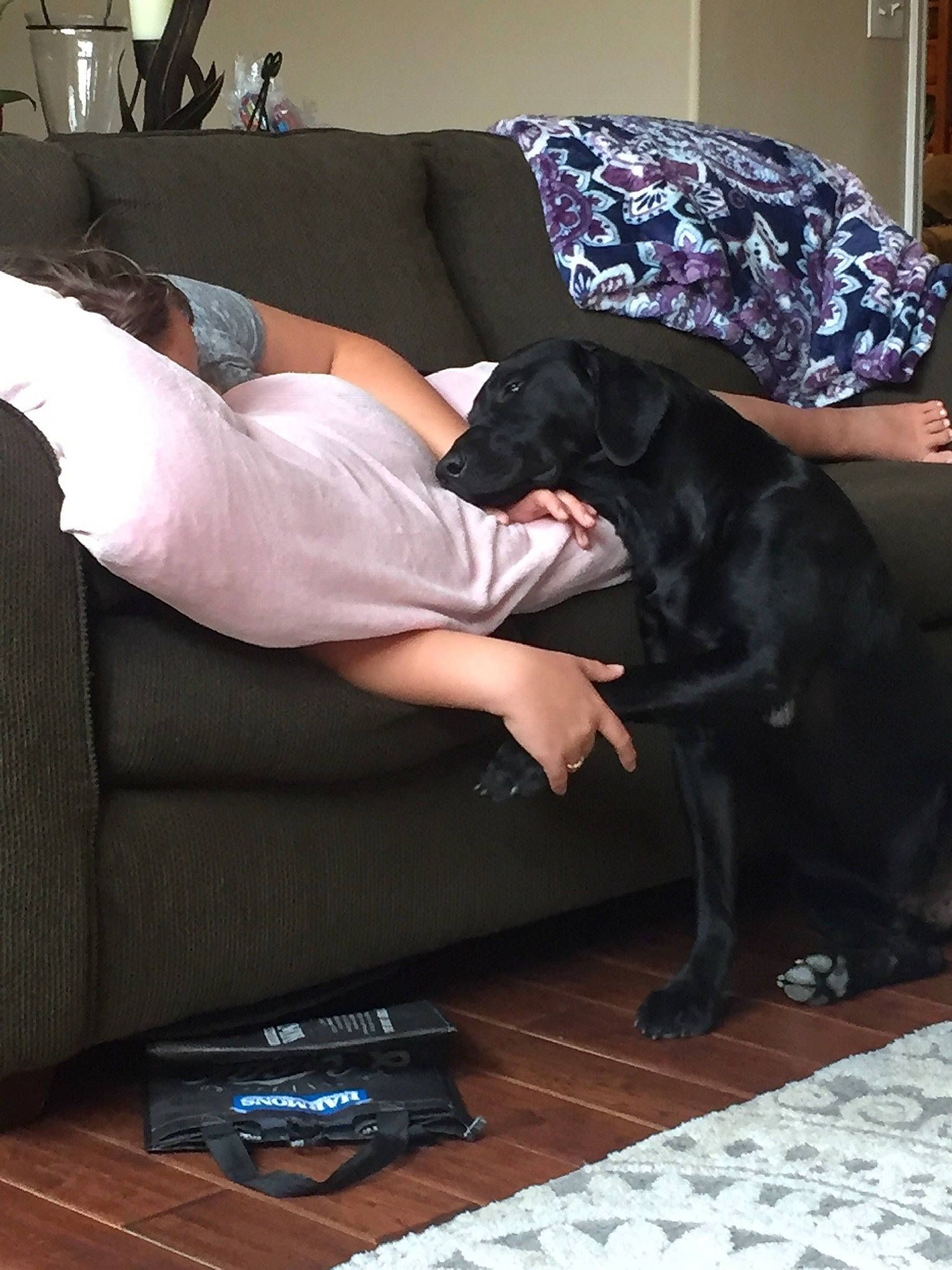 Boog joined the competition — help win amazing prizes! canidae, carnivore, comfort, companion_dog, couch, dog, dog_breed, floor, flooring, fur, home, interior_design, laminate_flooring, lamp, living_room, pillow, room, studio_couch, working_animal