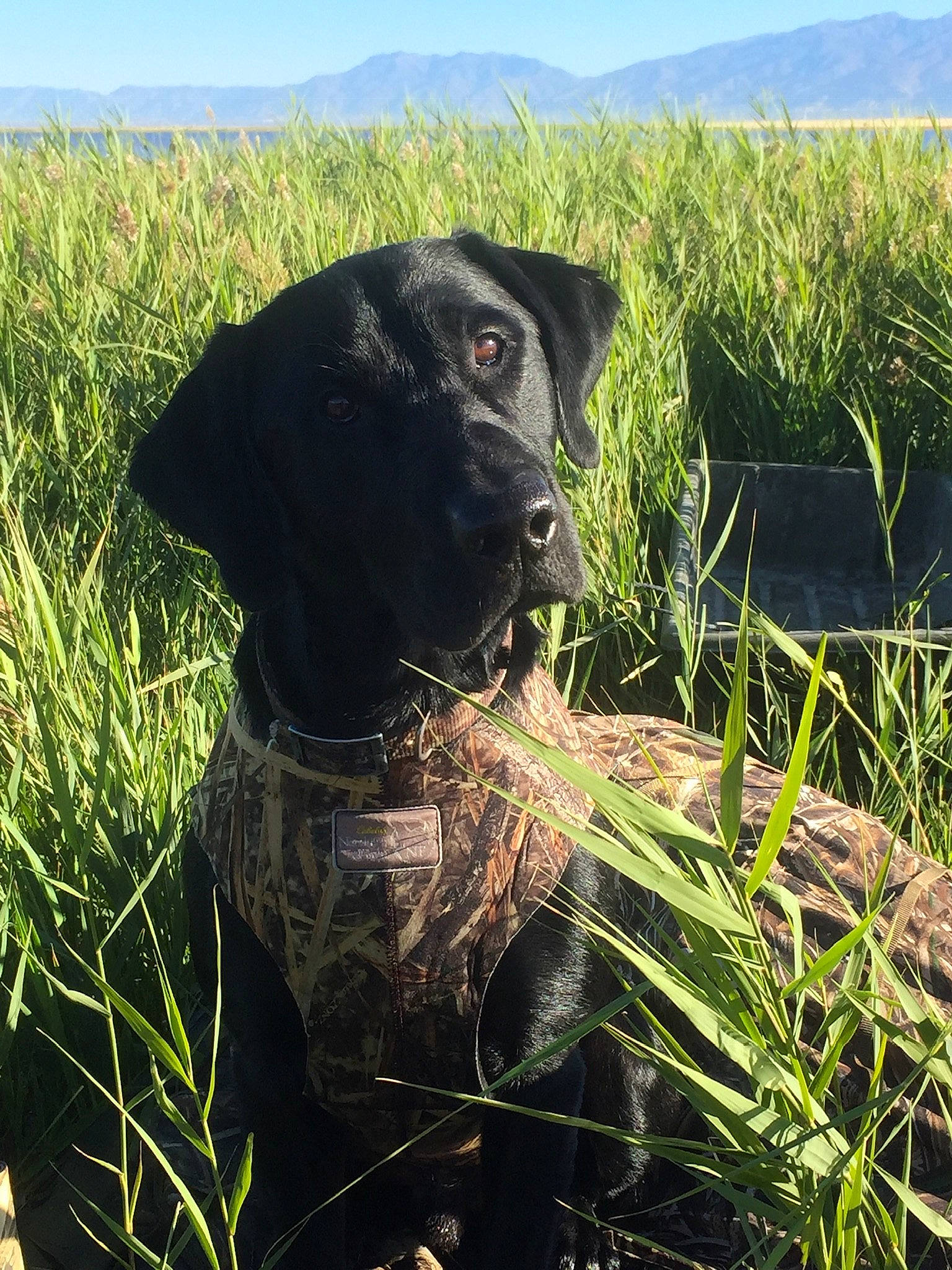 Boog is registered to the contest to win money with this photo: canidae, carnivore, collar, companion_dog, dog, dog_breed, dog_collar, grass_family, grassland, gun_dog, hunting_dog, mammal, meadow, pasture, pointing_breed, prairie, ridge, snout, sporting_group, working_animal
