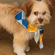 Dut is registered to the contest to win money with this photo: animal, brown, carpet, companionship, cute, dog, domestic_animal, fluffy, friendly, fur, indoors, looking, mammal, pet, portrait, scarf, small_dog, standing, white, young