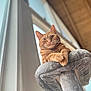 Calvin is registered to the contest to win money with this photo: cat, orange_tabby, cat_tree, plush, window, natural_light, indoor, wooden_ceiling, curious, feline, pet, relaxed, animal, soft_texture, looking_up, cozy, home, fur, whiskers, ears