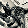 Calvin joined the competition — help win amazing prizes! cat, tabby, scratching_post, carpet, indoor, pet, feline, fur, animal, climbing, playful, whiskers, tail, monochrome, black_and_white, texture, close_up, curious, soft, home