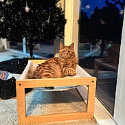 Calvin is registered to the contest to win money with this photo: cat, ginger_cat, tabby, hammock, wooden_frame, carpet, indoor, christmas_tree, ornaments, night, window, reflection, shoe, furniture, pet, animal, cozy, relaxed, portrait, holiday