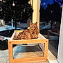 cat, ginger_cat, tabby, hammock, wooden_frame, carpet, indoor, christmas_tree, ornaments, night, window, reflection, shoe, furniture, pet, animal, cozy, relaxed, portrait, holiday