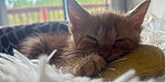 Calvin joined the competition — help win amazing prizes! kitten, cat, sleeping, furry, orange_cat, pet, cute, indoor, soft, blanket, plush_toy, cozy, close_up, resting, animal, fur, paw, window, sunlight, relaxation