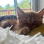 kitten, cat, sleeping, furry, orange_cat, pet, cute, indoor, soft, blanket, plush_toy, cozy, close_up, resting, animal, fur, paw, window, sunlight, relaxation