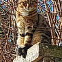tabby_cat, cat, animal, pet, outdoor, tree_branches, stone_wall, sunlight, nature, feline, mammal, whiskers, ears, tail, fur, close_up, sitting, daytime, blue_sky, curious