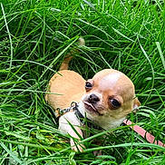 Azaro a rejoint le concours — aidez-le/la à gagner de superbes lots ! animal, chihuahua, closeup, collar, cute, dog, fur, grass, greenery, leash, nature, outdoor, pet, playful, puppy, small_dog, summer, tongue, tongue_out, young