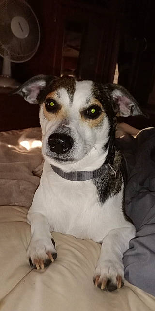 Buster joined the competition — help win amazing prizes! bowl, canidae, carnivore, collar, companion_dog, dishware, dog, dog_breed, dog_collar, eye, snout, sporting_group, whiskers, working_animal