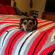 Shorty is registered to the contest to win money with this photo: dog, pet, canine, bed, blanket, striped_blanket, crochet_blanket, pillow, cushions, bedroom, furniture, television, wooden_drawer, resting, adorable, eyes, nose, ears, cozy, indoor