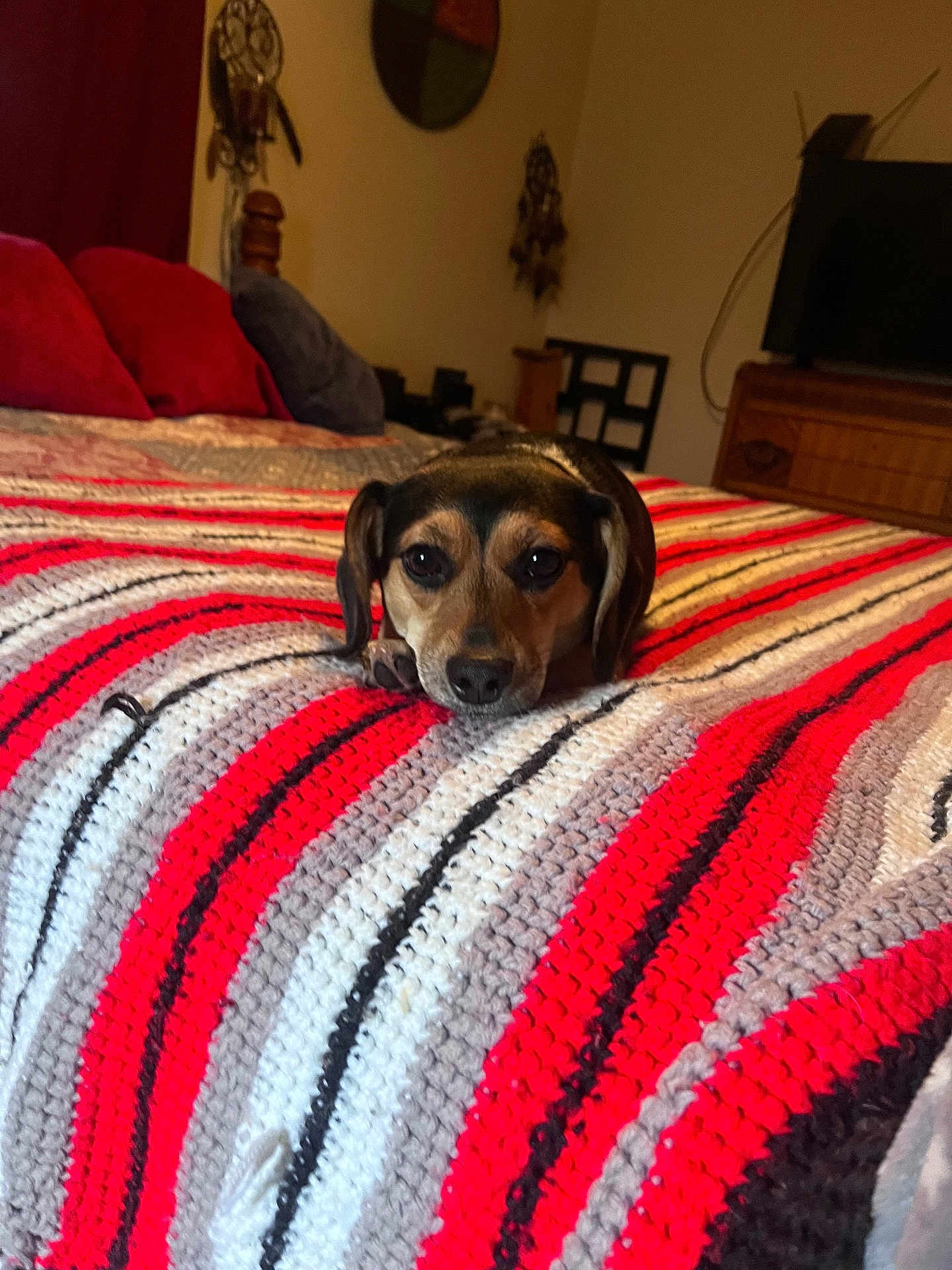 Shorty is registered to the contest to win money with this photo: dog, pet, canine, bed, blanket, striped_blanket, crochet_blanket, pillow, cushions, bedroom, furniture, television, wooden_drawer, resting, adorable, eyes, nose, ears, cozy, indoor