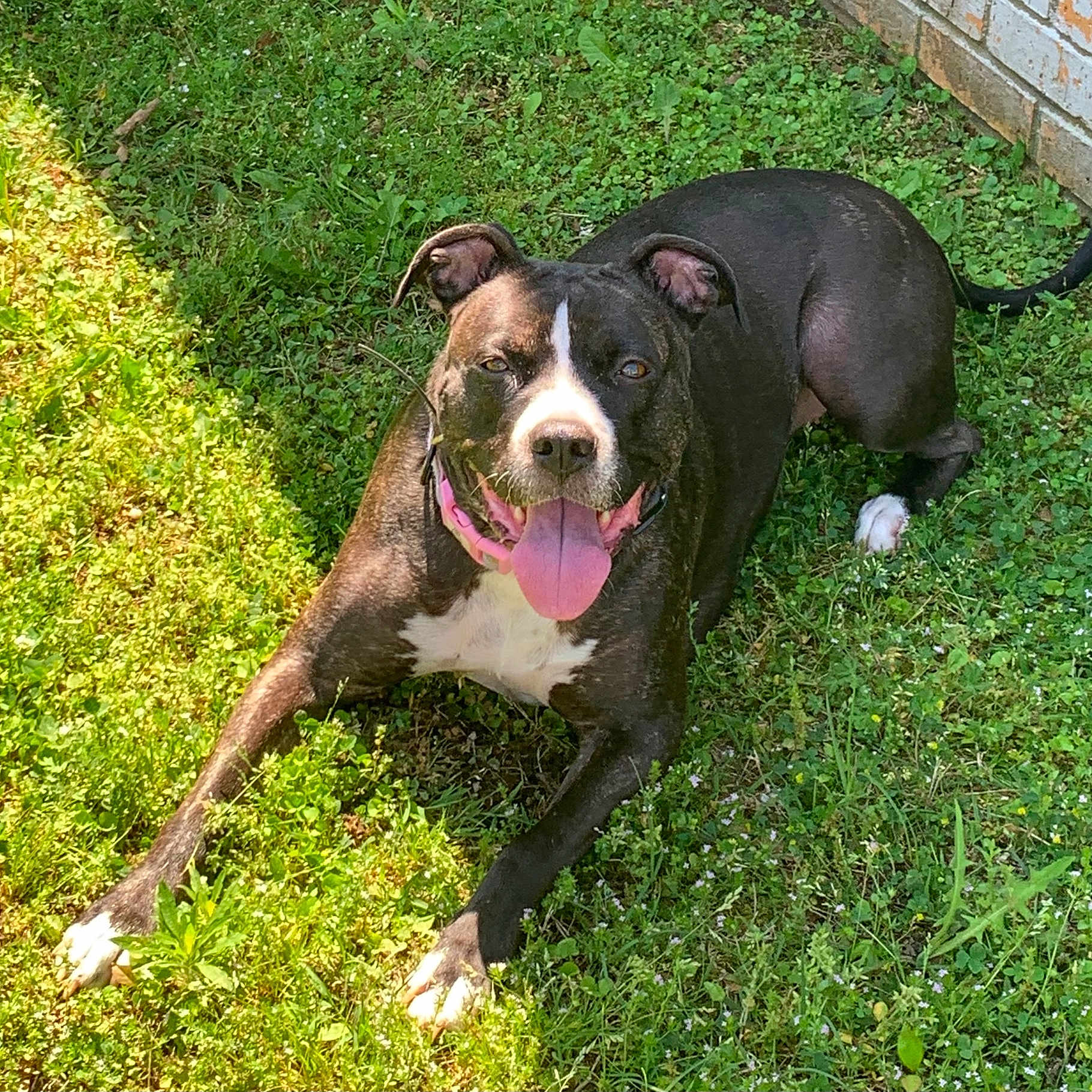 Rhiyah joined the competition — help win amazing prizes! animal, black_and_white, brick_wall, canine, collar, dog, ears_up, grass, greenery, happy, laying_down, nature, outdoor, paw, pet, smiling, summer, sunlight, tongue, tongue_out