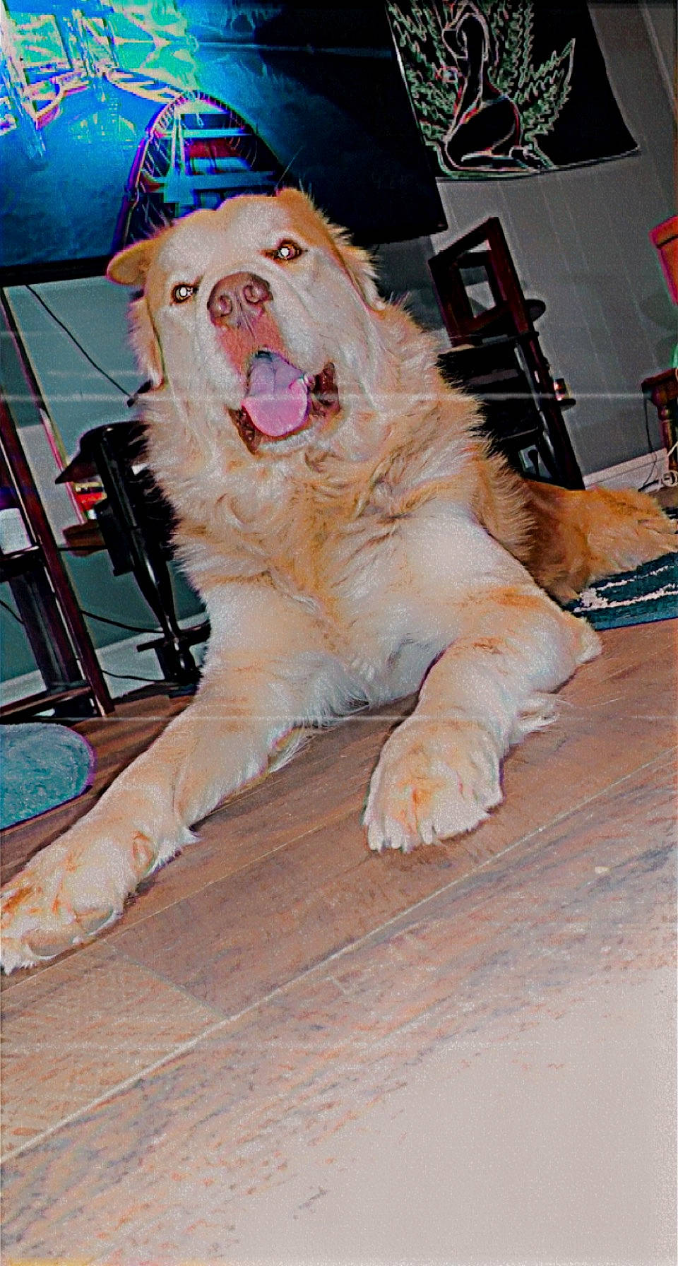 Sammy joined the competition — help win amazing prizes! big_cats, carnivore, companion_dog, dog_breed, entertainment, event, felidae, fictional_character, flooring, fun, fur, fur_clothing, hat, mascot, recreation, smile, snout, tail, whiskers, wood